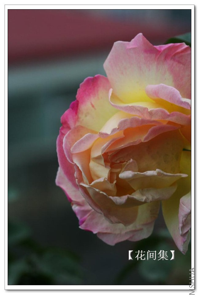 IMG_9616 ����.jpg