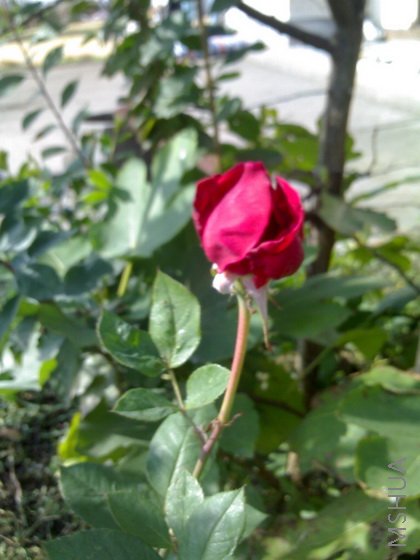 1118_123928_������С.jpg