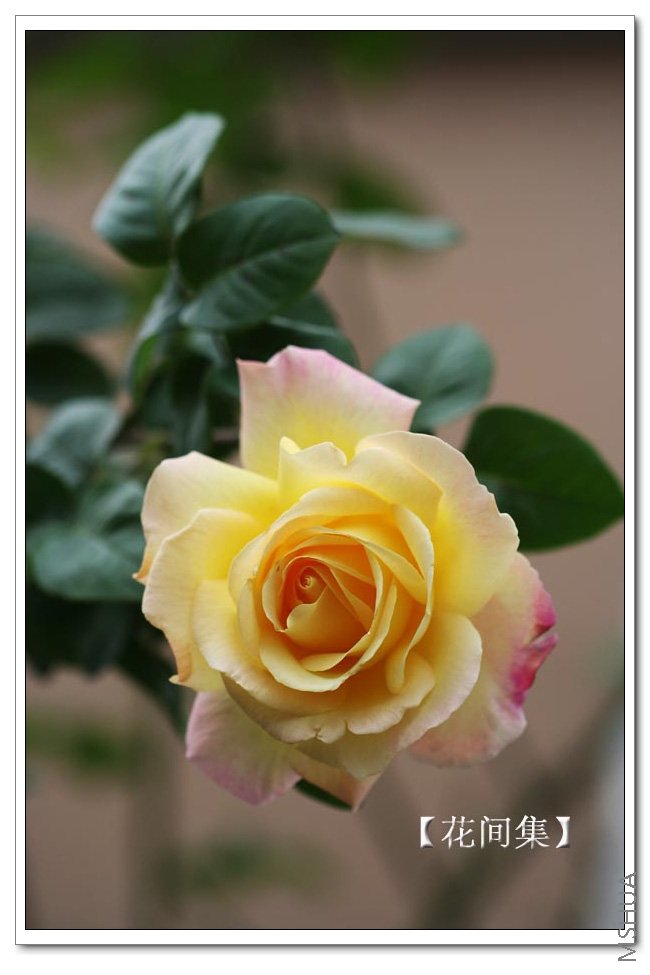 IMG_9699 ����.jpg