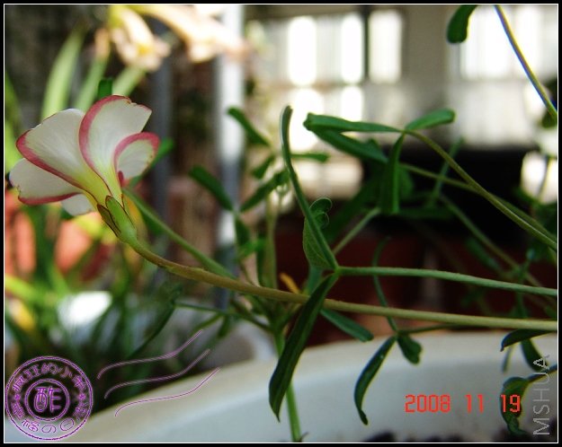 Oxalis versicolor