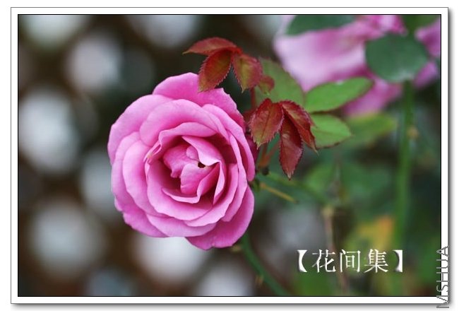 IMG_9883 ����.jpg