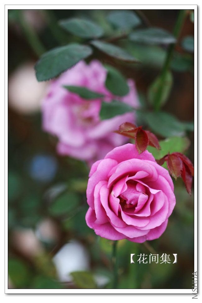 IMG_9886 ����.jpg