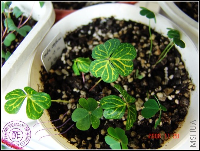 oxalis corybosa