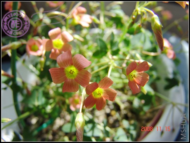 oxalis stenorrhyncha