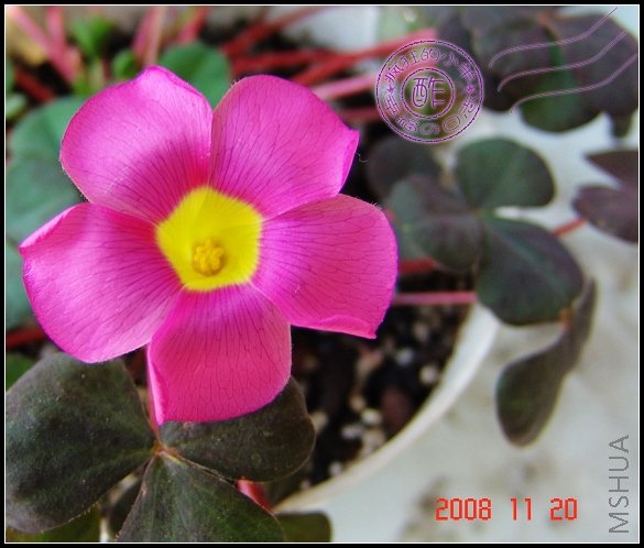 Oxalis purpurea ��Garnet��