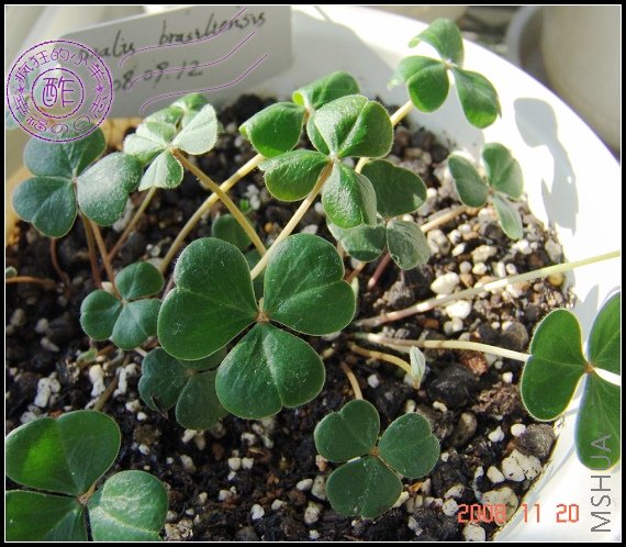 Oxalis brasiliensis