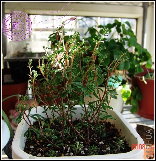 ��O.flava��--����ɫ