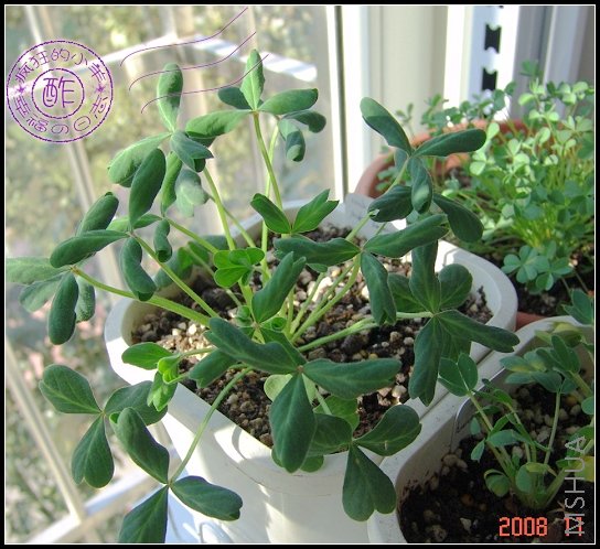 Oxalis obtusa Pale Tangerine ???