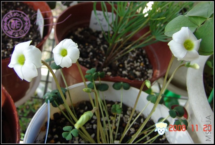 oxalis bliquifolia...