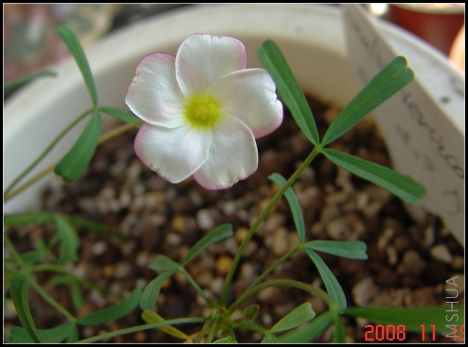 Oxalis versicolor