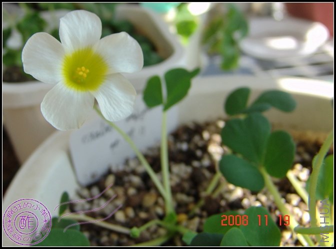 oxalis ambigua