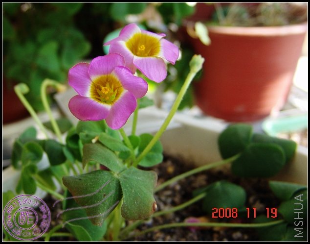 Oxalis depressa(inops)