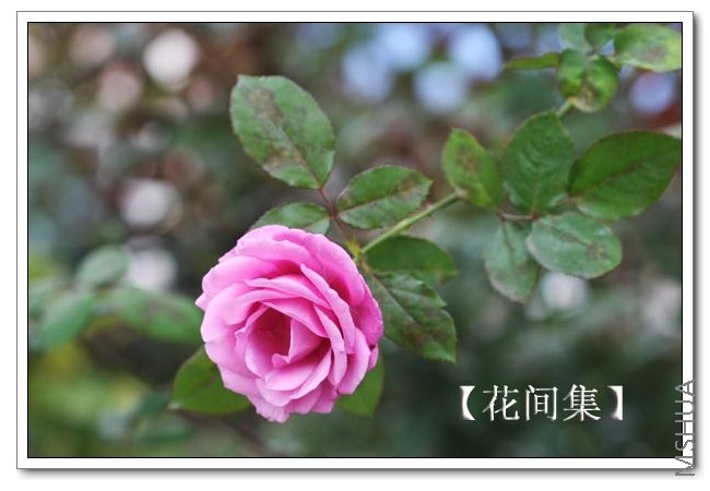 IMG_9621 ����.jpg