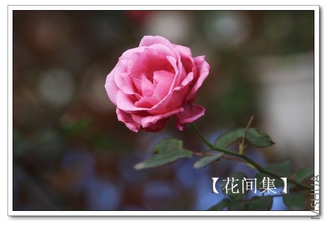 IMG_9208 ����.jpg