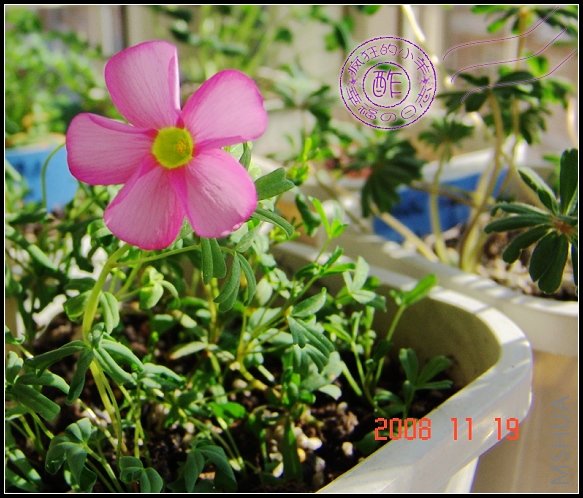 oxalis glabra   �Ҥ��x��