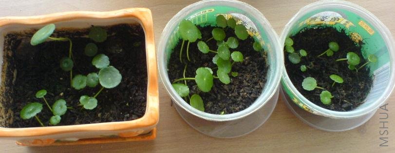 ˶�������ǮǮ