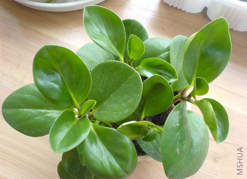 ������Ҷ�ӿ���������ˬ���ܺ������ֲ��