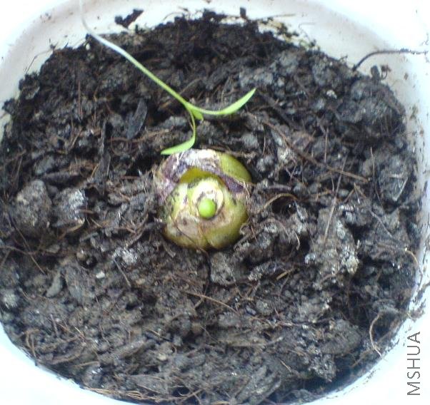 ������СС��  �Ǻ�