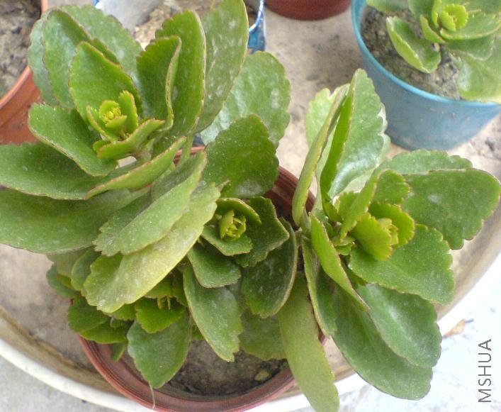 ����õ��ɫ