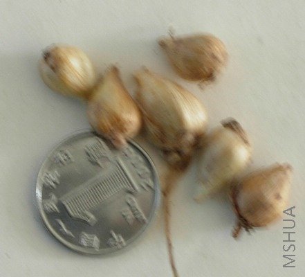DSCN6587.JPG