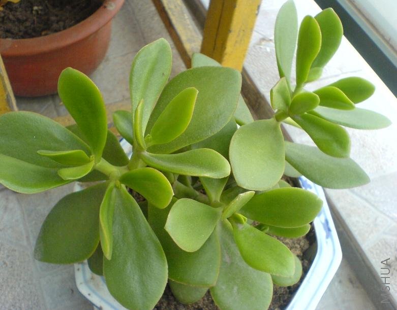 ����Ҫ�չܵ�����