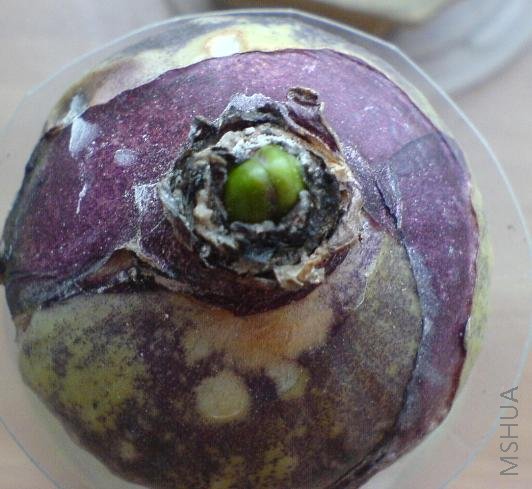 С�ɲ�¶����