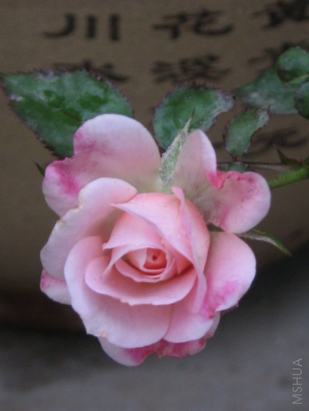 �ҵĿ���������������������