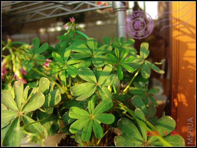 oxalis lasiandra��ë������