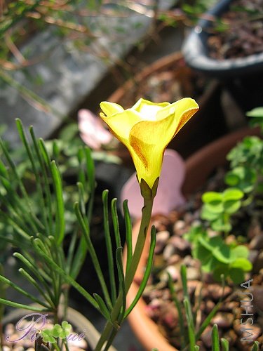 O'Gold Island 10.jpg