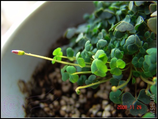 oxalis first love