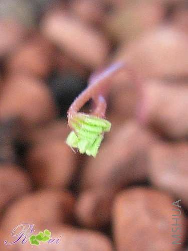 oxalis enneaphylla hybrida.jpg