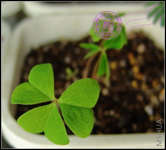 Oxalis acetosella Linn.