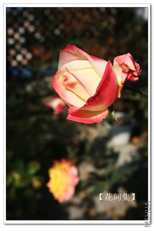 IMG_0051 ����.jpg