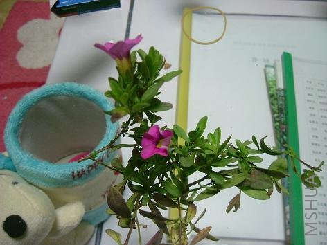 ˳������С��֦��