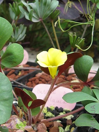 O'Luteola Glavca 8.jpg