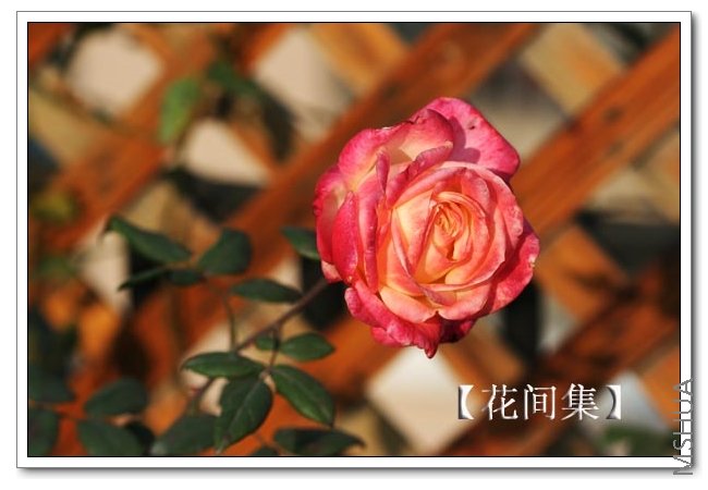 IMG_9917 ����.jpg