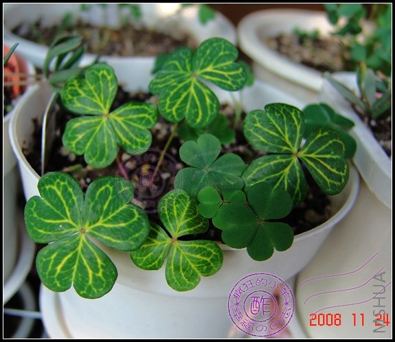 oxalis corybosa