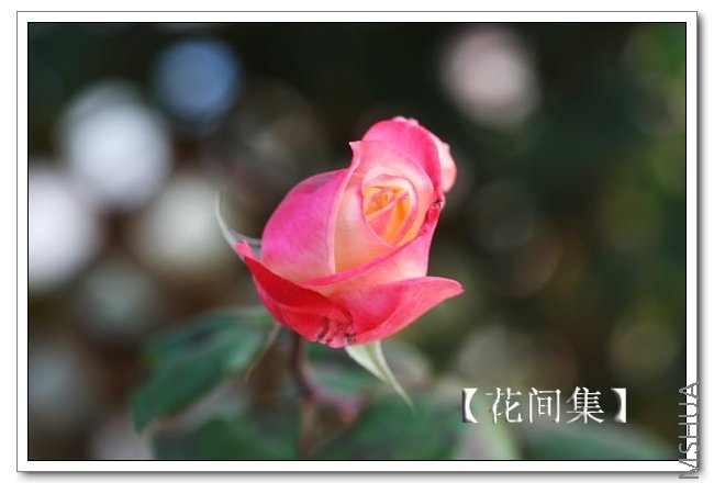 IMG_9925 ����.jpg