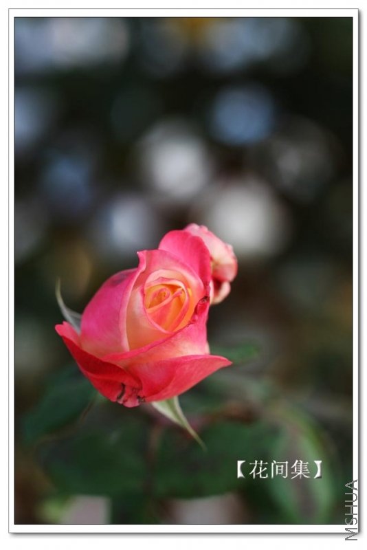 IMG_9927 ����.jpg