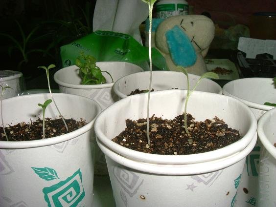 ���úͶ�ѿ��һƴ