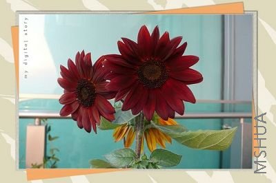 081124��ɫ���տ� (1)C.jpg