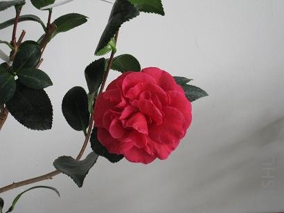 IMG_0206.JPG