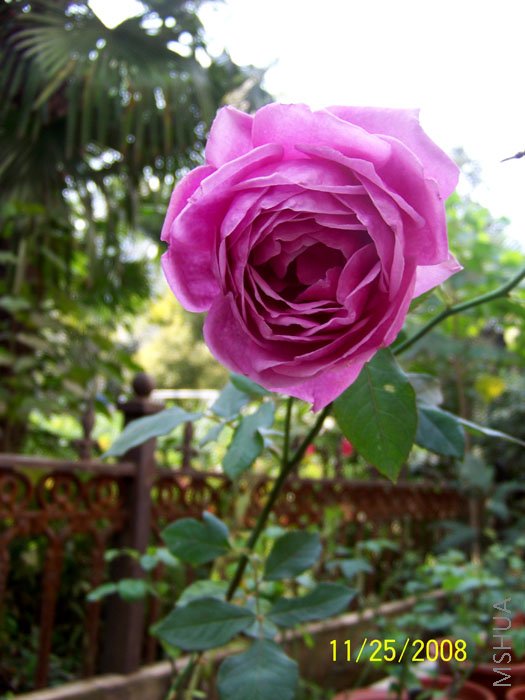 100_1450.jpg