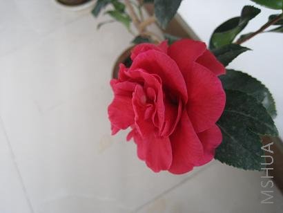 IMG_0207.JPG