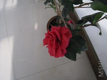 IMG_0212.JPG