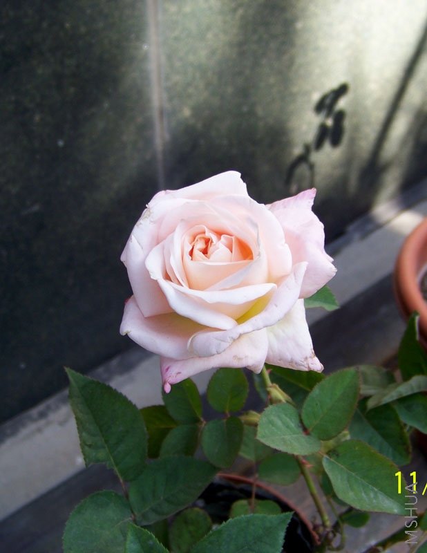 ��Ƭ 005.jpg