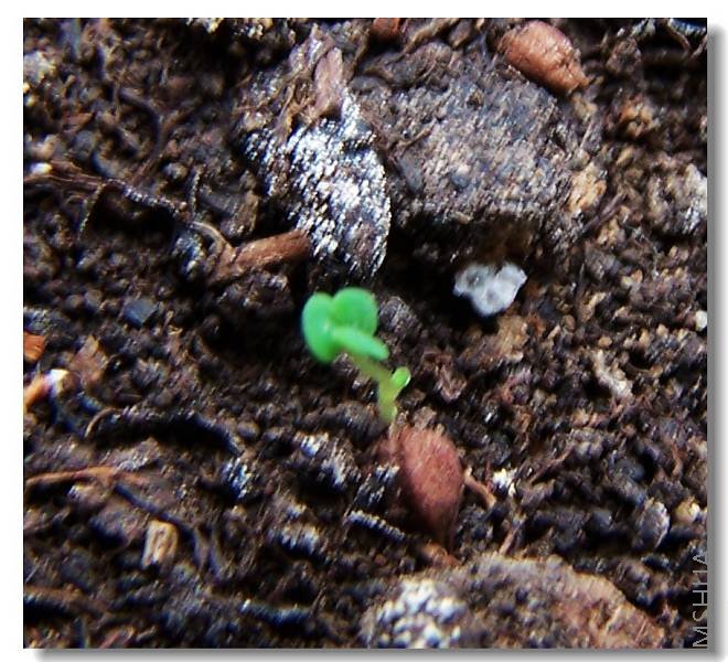 ��������СӤ��