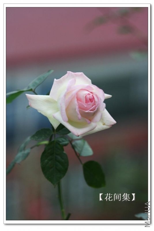 IMG_0164 ����.jpg