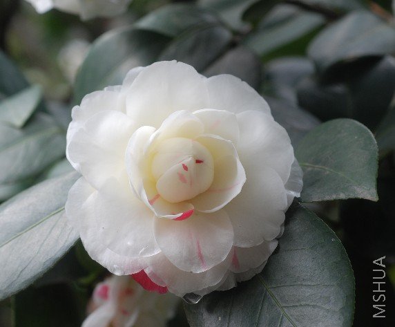 �ֽй��ߣ�Ҷ�ӽ�Բ����Ҷ��ƽ������Ҳ�ϴ�