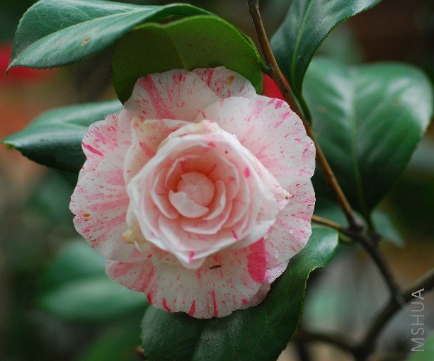 Ҷ��Ť����ī��ɫ��Ҷ�Ϻ񣬻��걡��ɫ����